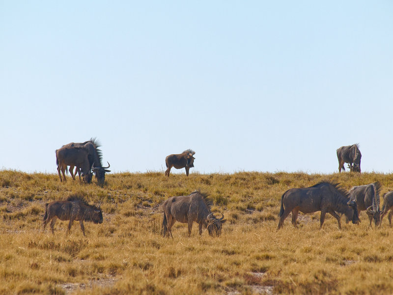Etosha National Park, Gnu